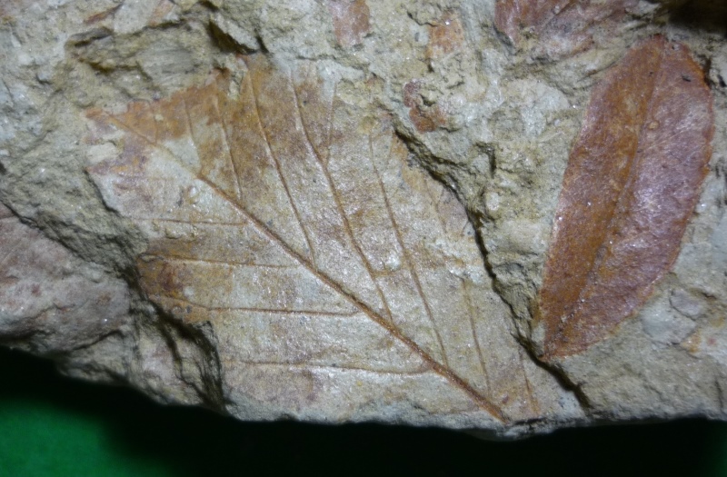 Fossili foglie 1